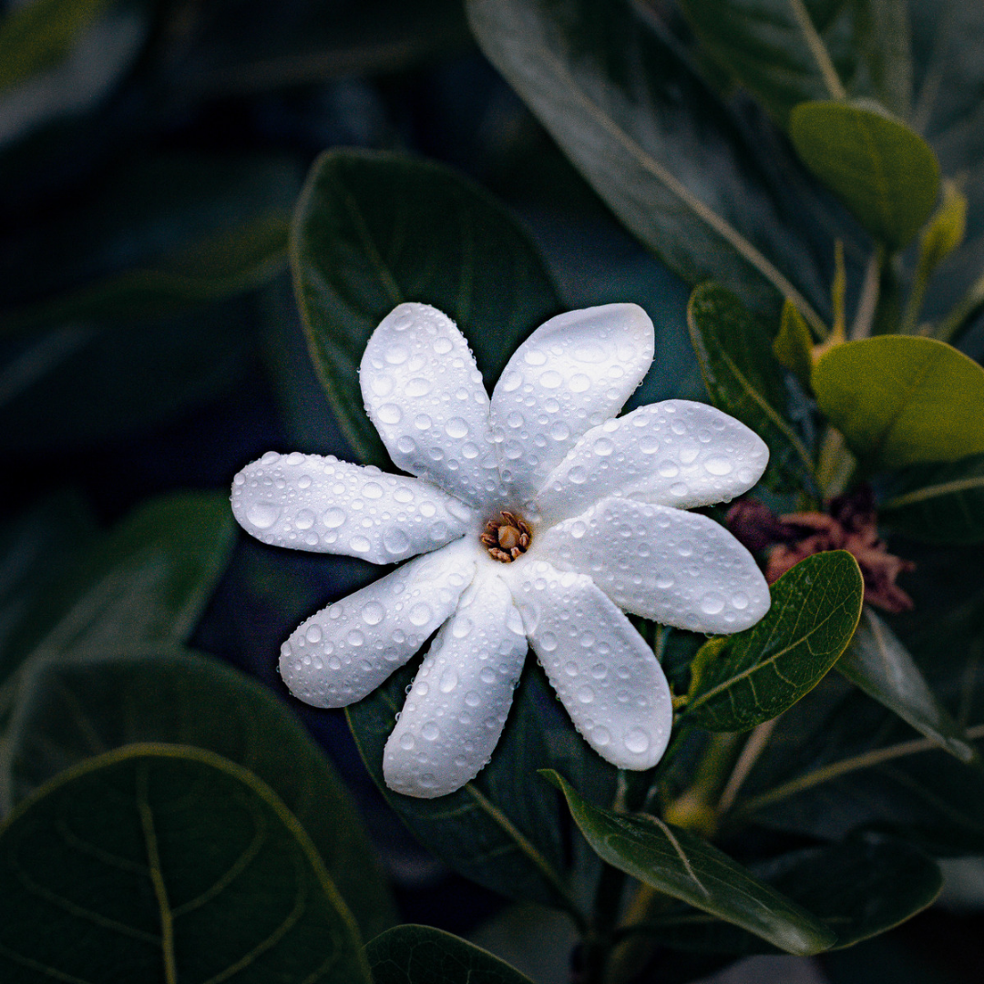 Hanging Car Fragrance - Tiare Tahiti